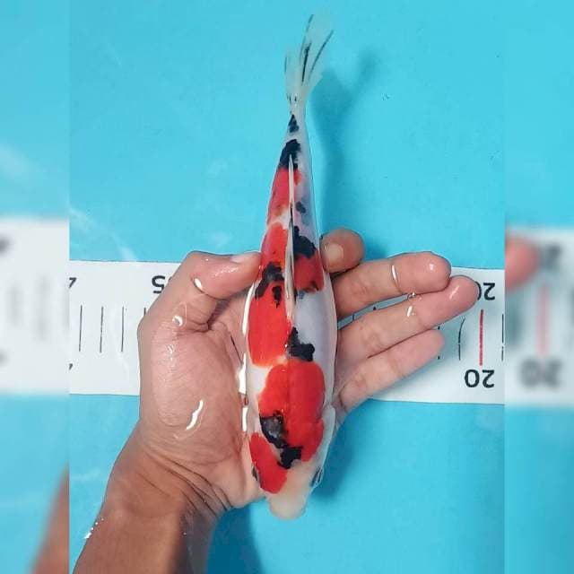 Sanke doit siip 20cm