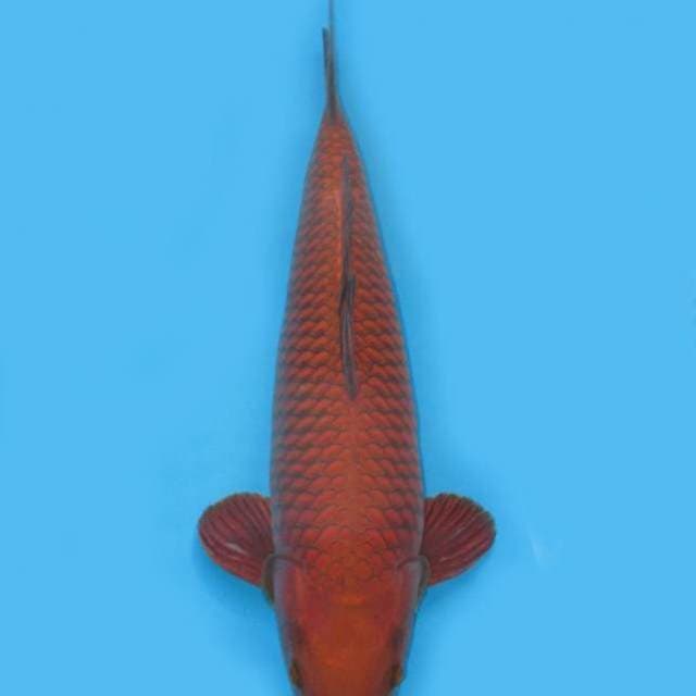 Chagoi premium 47cm male