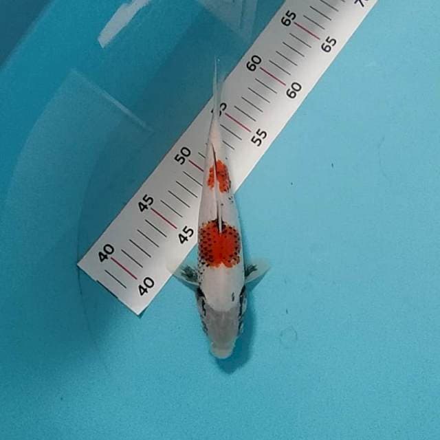 Antik kawabake 20cm
