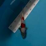 Antik kawabake 20cm 