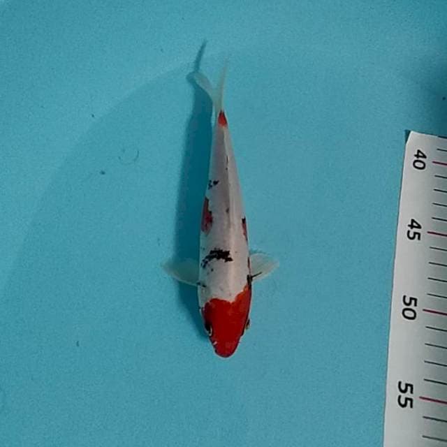 Antik kawabake 20cm
