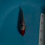 Antik kawabake  20cm