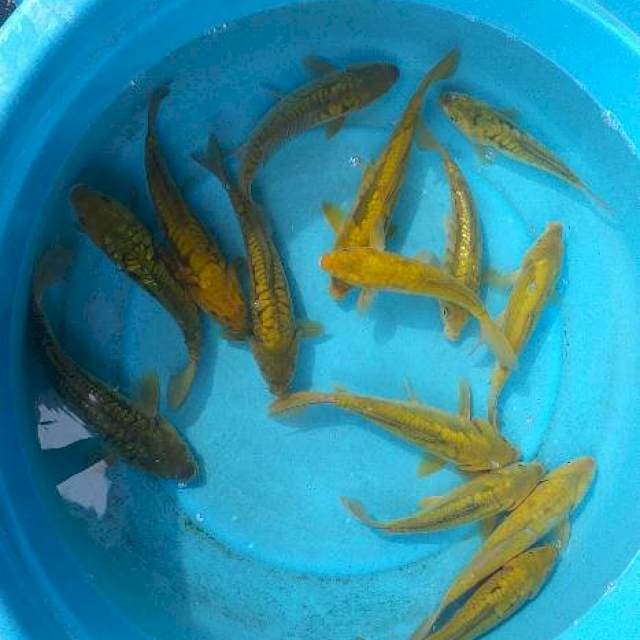 Mix caghoi midhori araghoke calon munuk 15 ekor