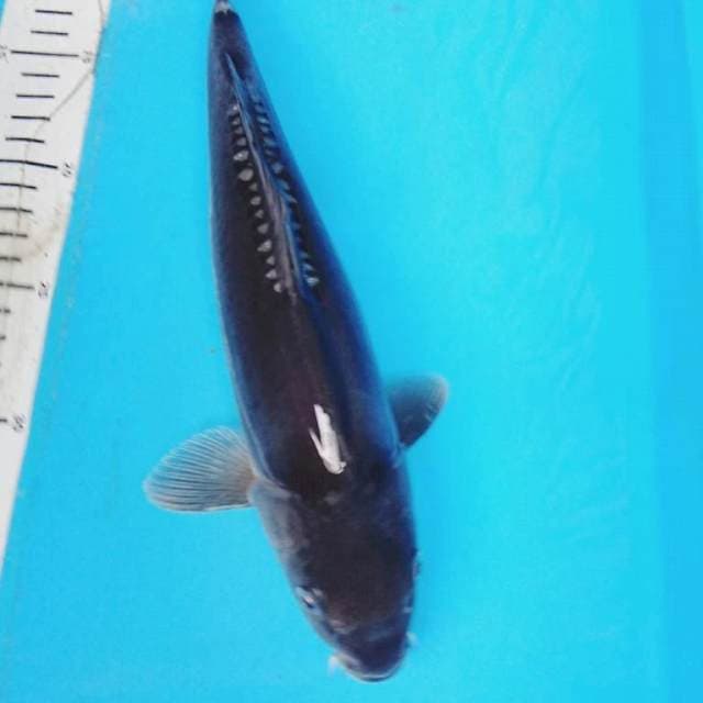 SORAGOI DOITSU 32 cm