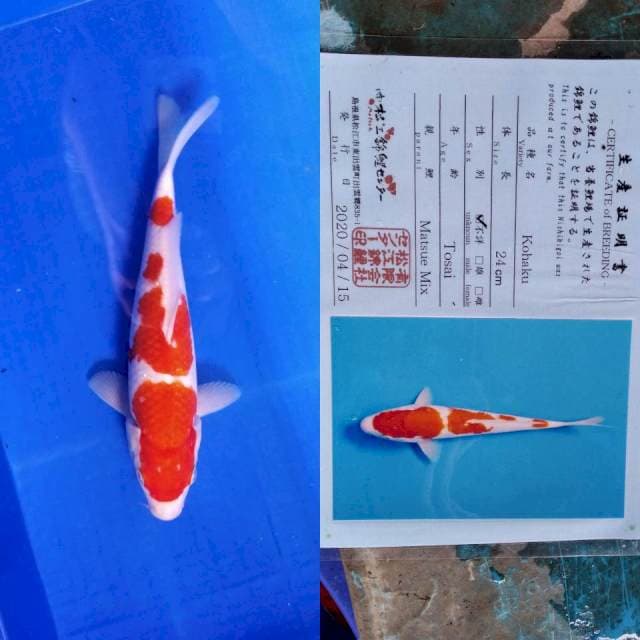 Kohaku serti matsue