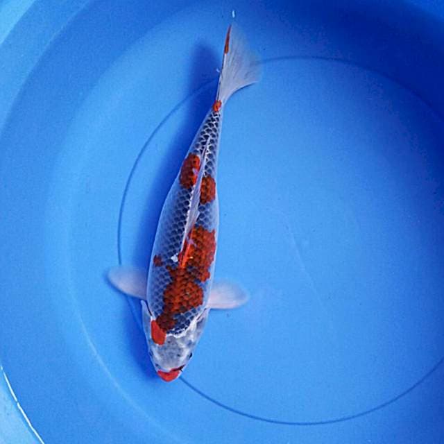Beauty goshiki 33cm