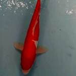 Kohaku merah delima 33cm 