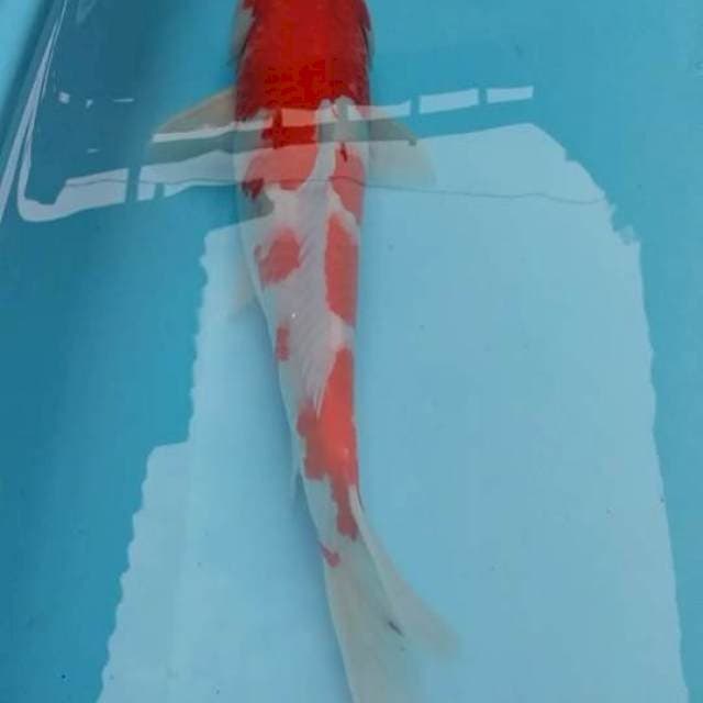 Kohaku merah merona 30up
