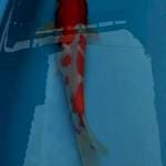 Kohaku merah merona 30up