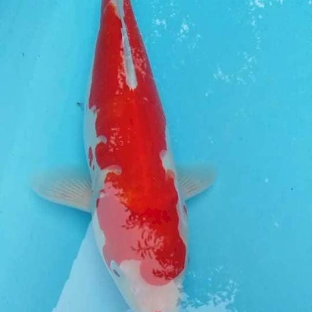 Kohaku merah manis 30up