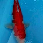 Kohaku merah manis 30up