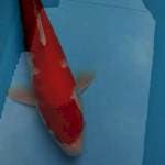 Kohaku montok merah jos 30up