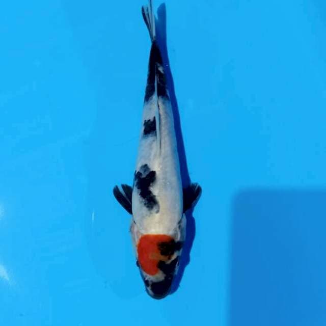Tosai tanco showa