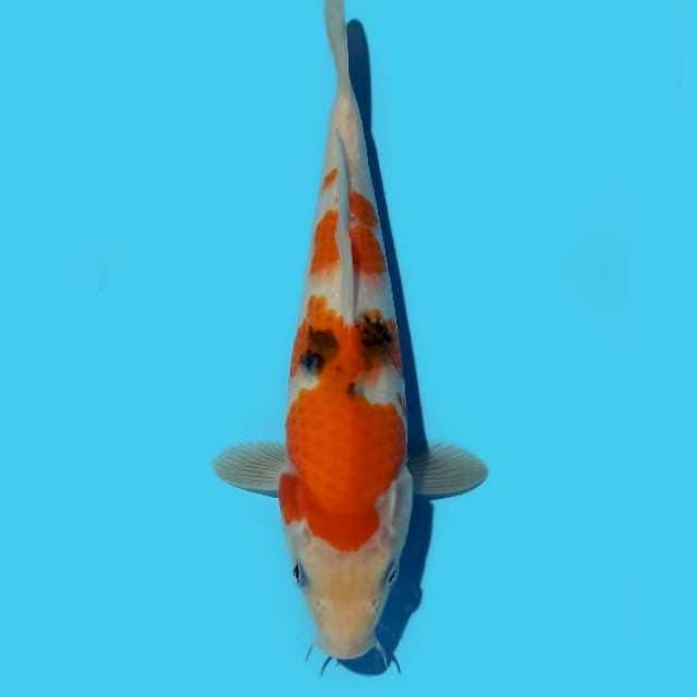 Sanke 23 cm