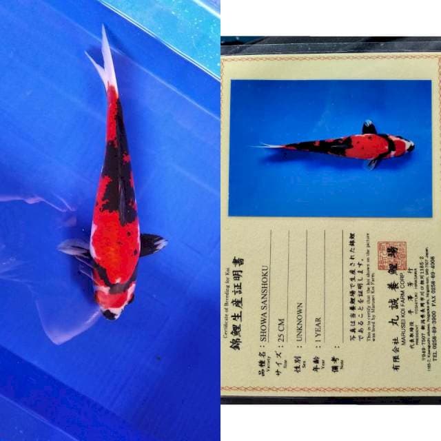 Showa sanshoku serti marusei