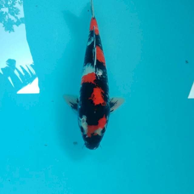 Showa, male 34 cm
