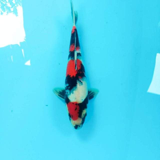 Showa, male 30 cm