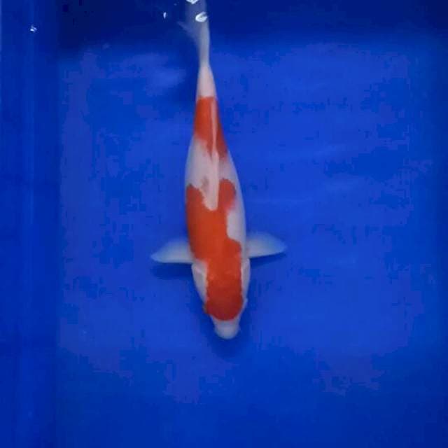 Kohaku size 35 cm sex famale
