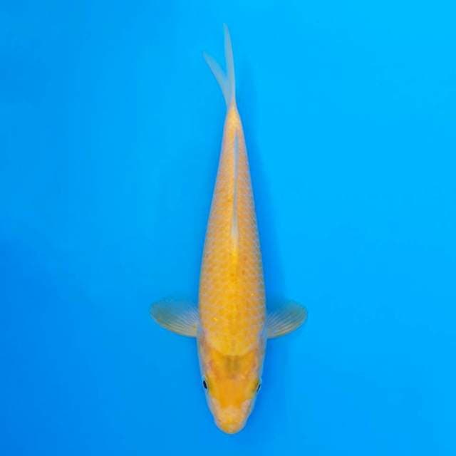 Mata merah 20cm