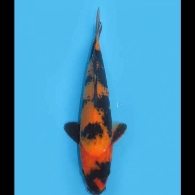 Utsuri HQ - 30cm Male