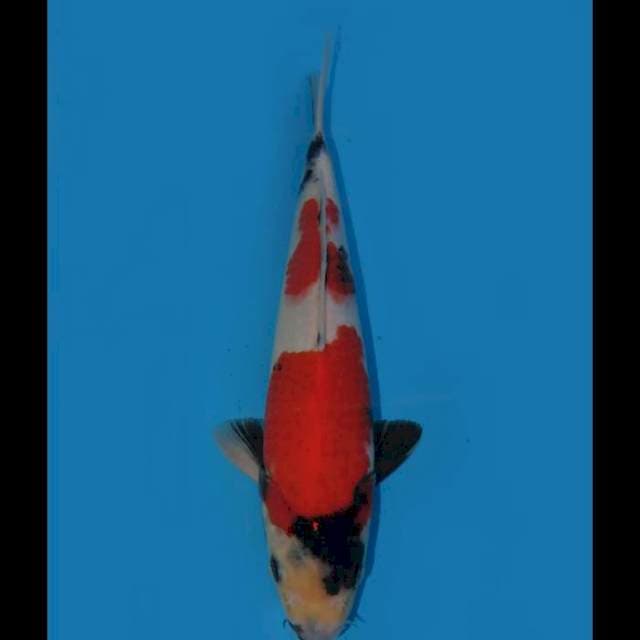 Red Showa F1 - 27cm Male 
