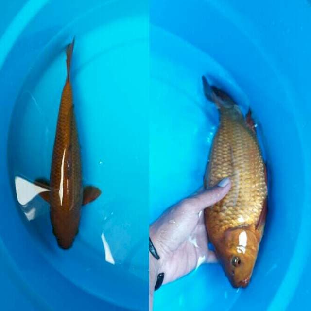 Tembaga Berpunuk
