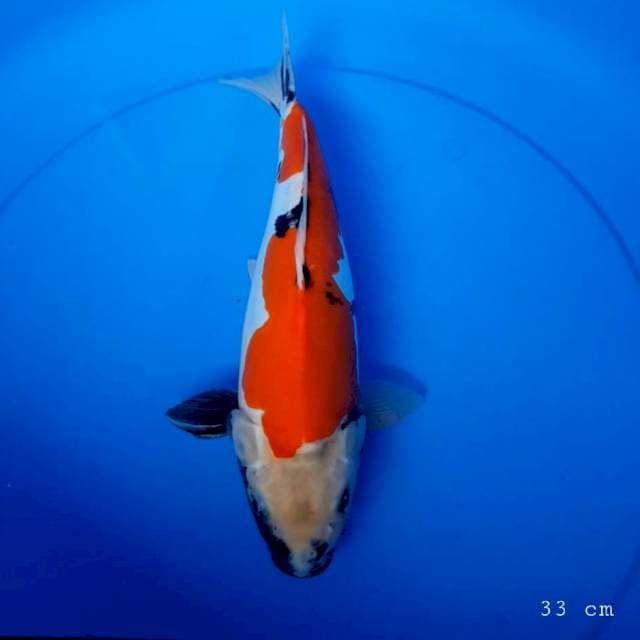 Doitsu showa bulki mulus 33 cm