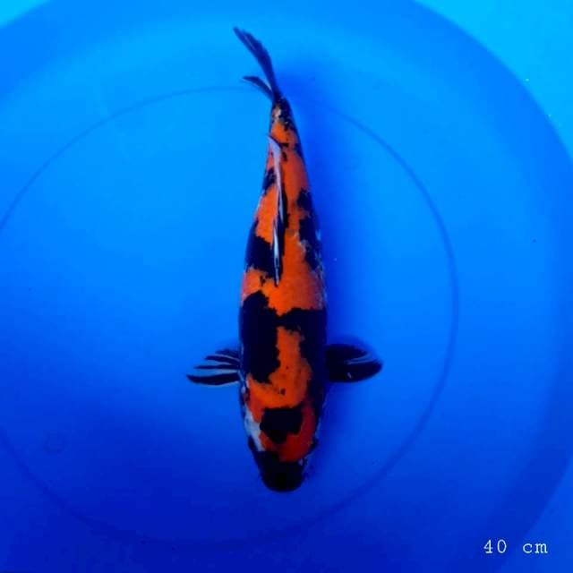 Showa sisik 40 cm