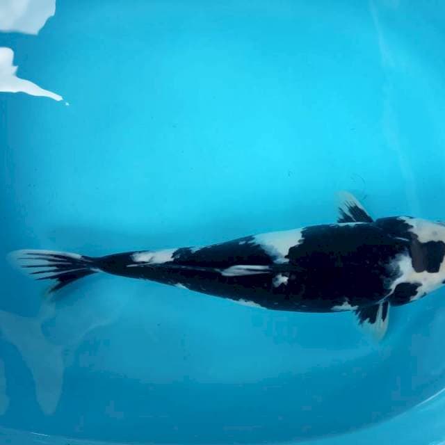 COLON IBUU