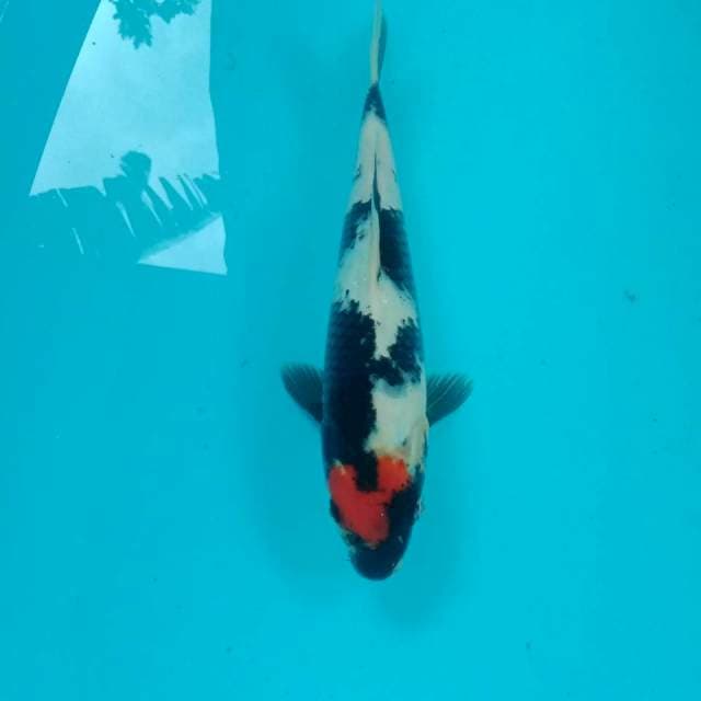 Tancho Showa, 30 cm