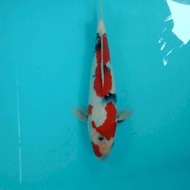 Showa, male 32 cm