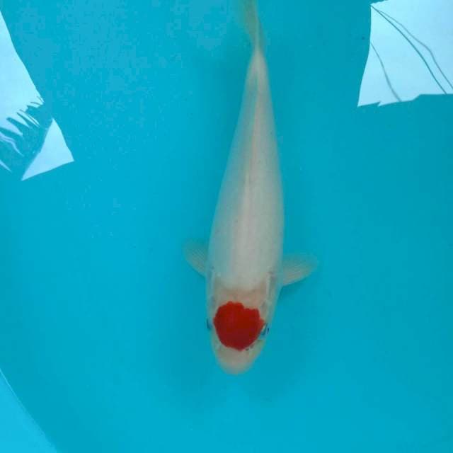 Tancho Kohaku, 30 cm