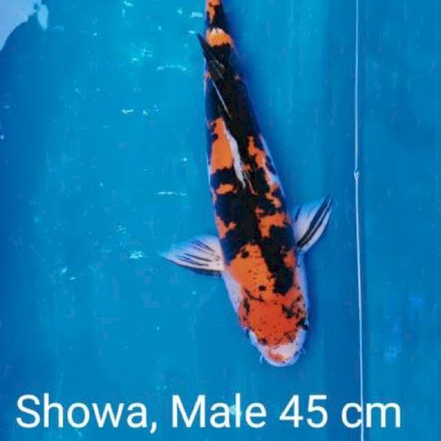 Good Showa Doitsu 45 cm