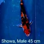 Good Showa Doitsu 45 cm