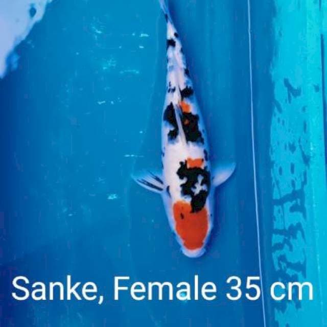 Sanke Bloodline Bagus 35 cm
