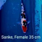 Sanke Bloodline Bagus 35 cm