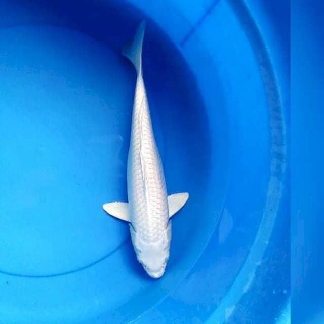 Platinum putih bersih 35 cm