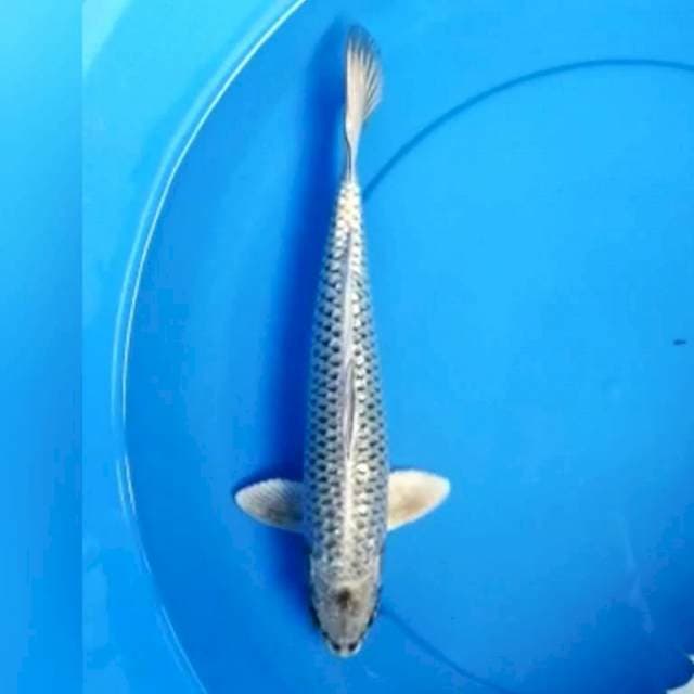 Mukashi ginrin 33 cm
