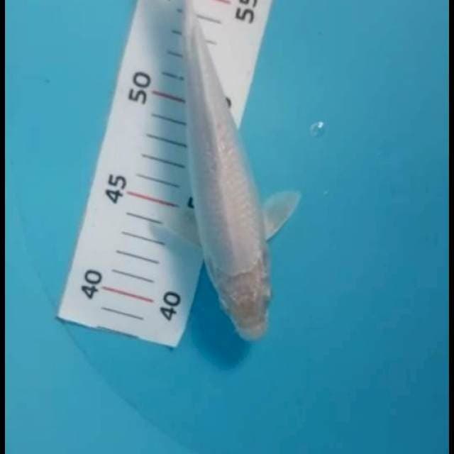 Matsukawabake 18cm