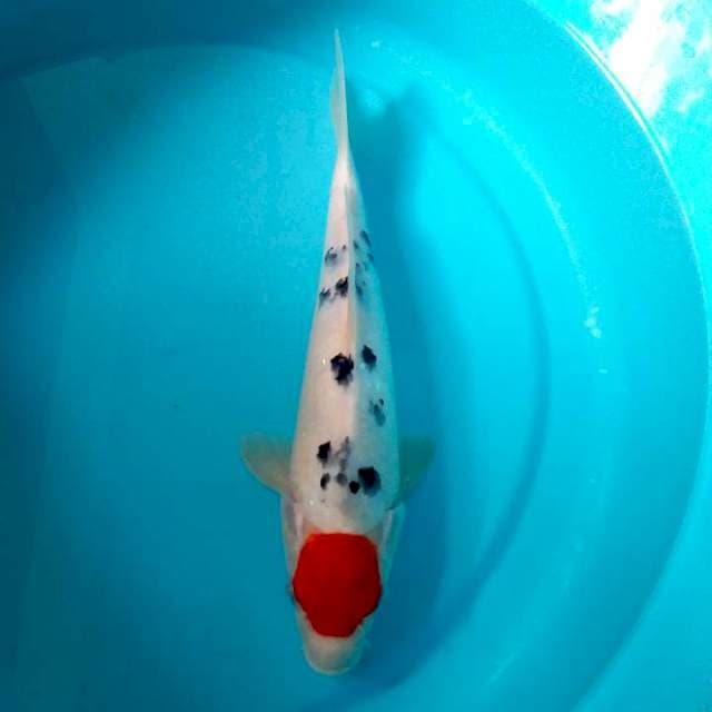 Tanco sanke 30 cm