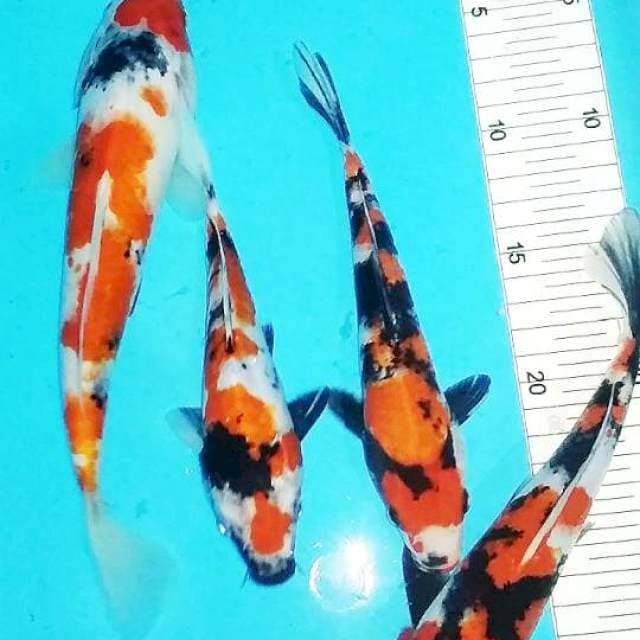 Mix 19-26cm