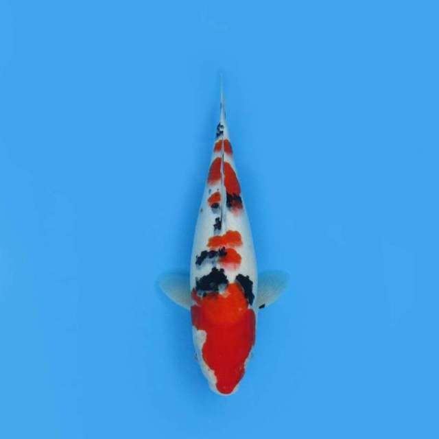 BKS ( SANKE 35 CM )