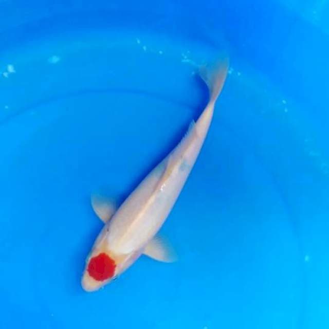Tancho male