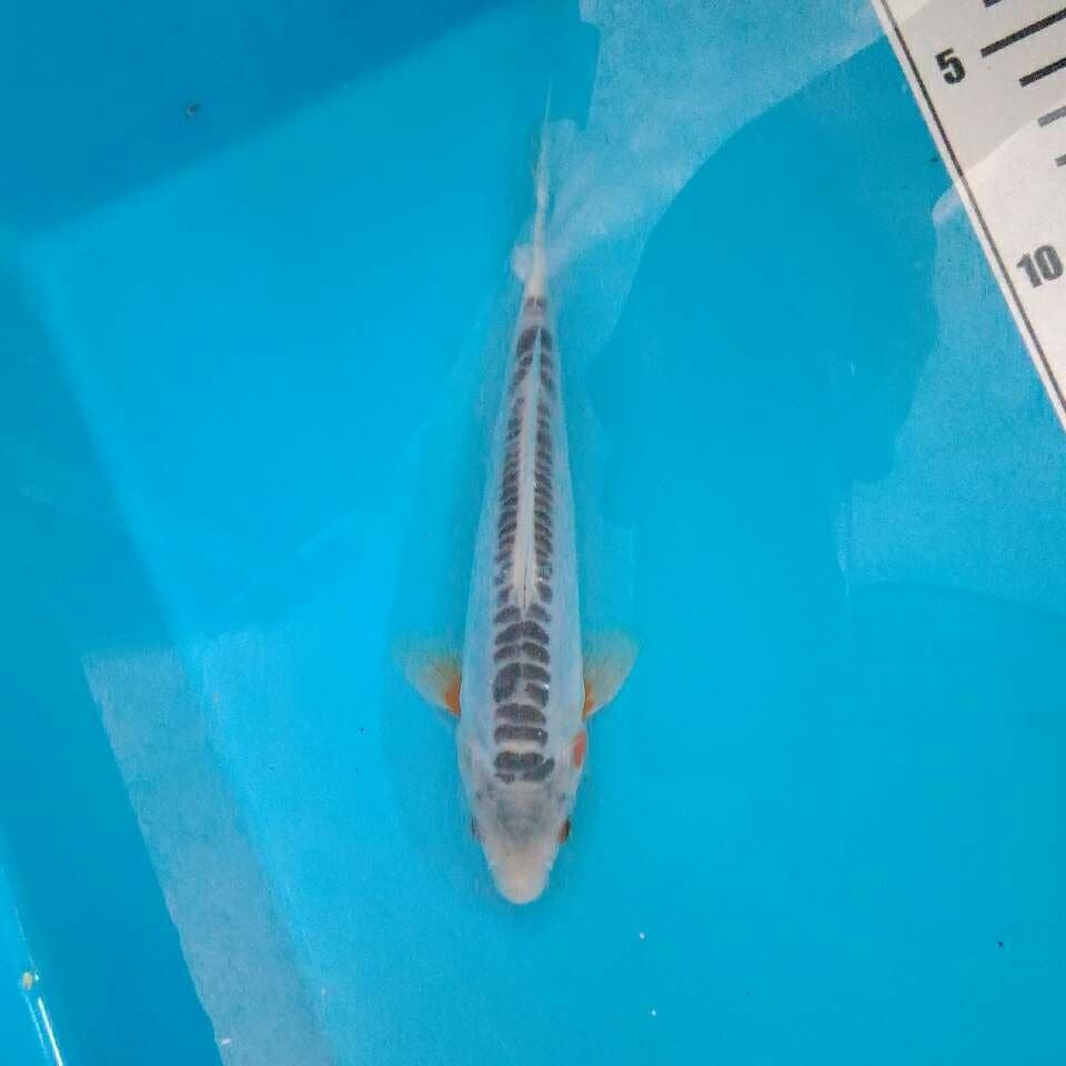 Shusui SQ ring rapi 18 cm