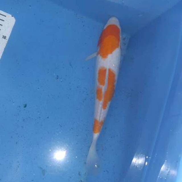 Kohaku 32cm... 3step