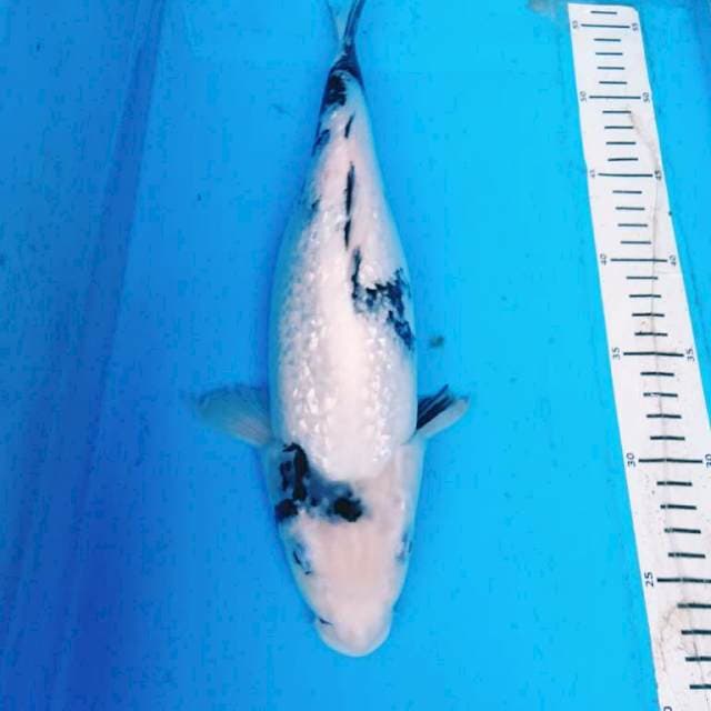 SHIRO GINRIN TATEGOI 34cm