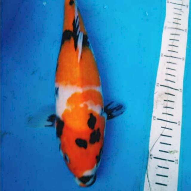 SHOWA MONTOK 34 cm