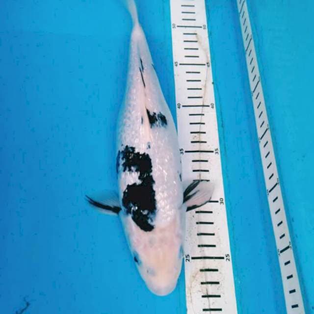 SHIRO GINRIN 32 cm