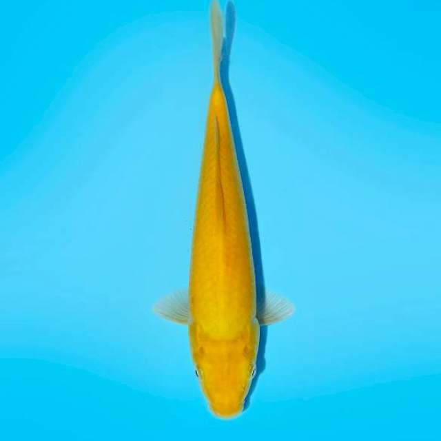 ND KARASHITEDU 30CM