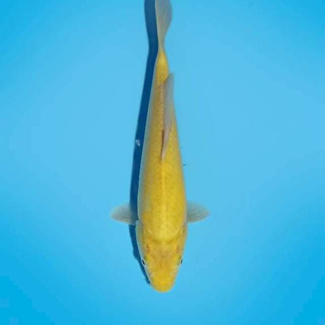 ND KARASHITOP 31CM